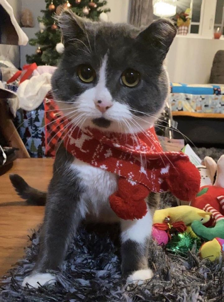 cute cat larry scarf